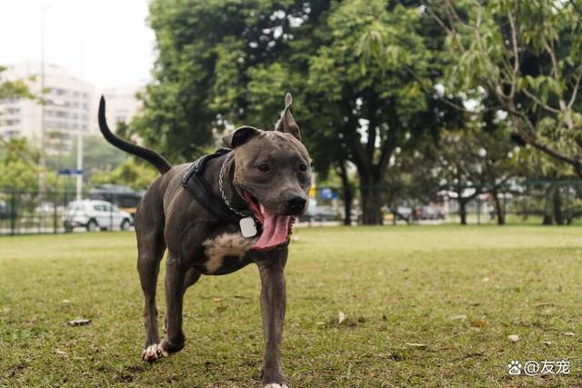 比特狗(小比特犬多少钱一只)