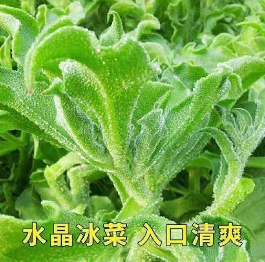 冰草(冰草的种植方法)